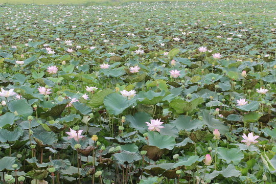 蓮花