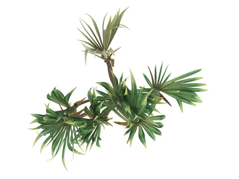 常見的露兜樹和Pandanus utilis