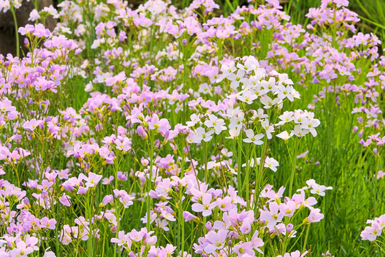 杜鵑花17