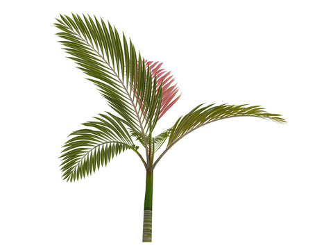 红色叶棕榈或Chambeyronia macrocarpa