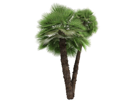歐洲的扇形棕櫚或Chamaerops humilis