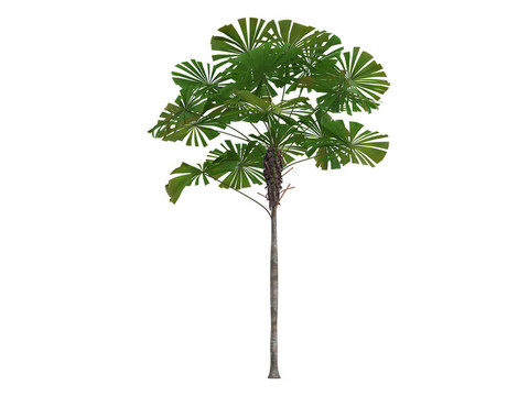 澳洲蒲葵或Licuala ramsayi