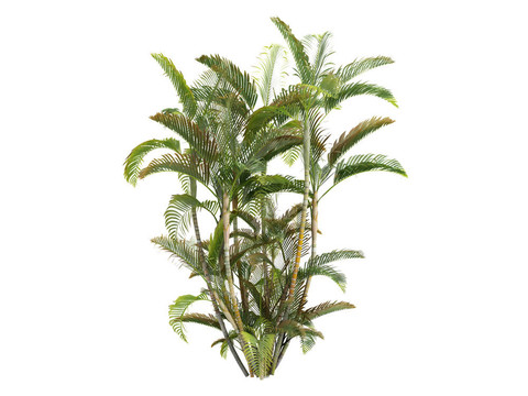 蝴蝶掌或Dypsis lutescens