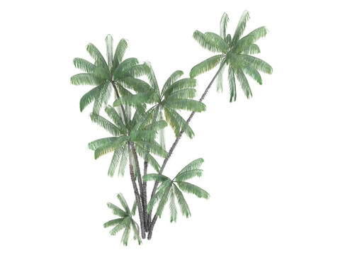 nibung手掌或oncosperma tigillarium