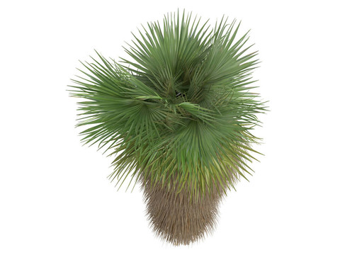沙漠風(fēng)掌或Washingtonia filifera