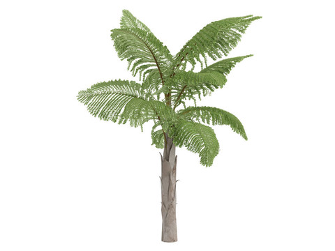 巨人山魚(yú)尾葵或Caryota gigas