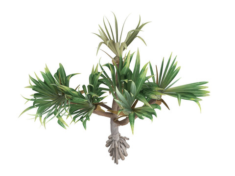 常見(jiàn)的露兜樹(shù)和Pandanus utilis