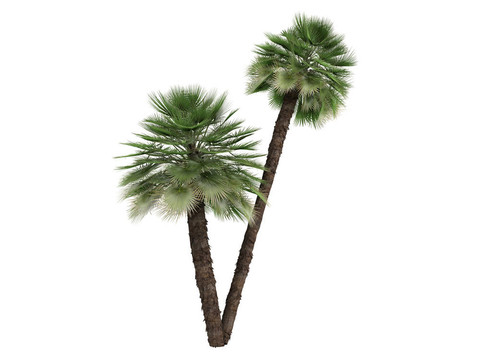 歐洲的扇形棕櫚或Chamaerops humilis