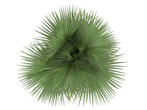 沙漠風(fēng)掌或Washingtonia filifera