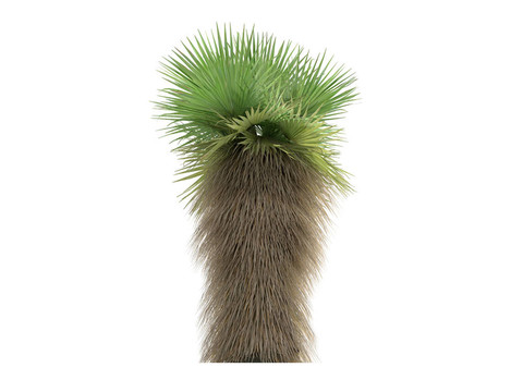 沙漠風掌或Washingtonia filifera