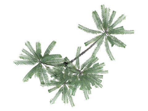nibung手掌或oncosperma tigillarium