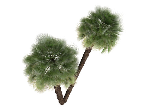 歐洲的扇形棕櫚或Chamaerops humilis