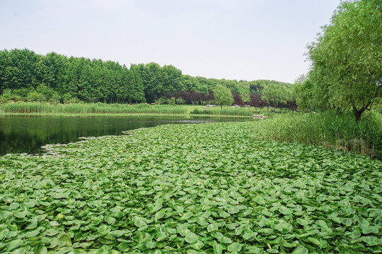 公園景觀 公園河流