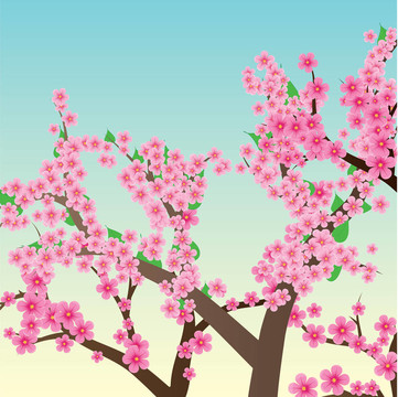 春、夏背景櫻花；櫻花樹(shù)；圖