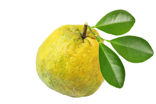 丑橘柚