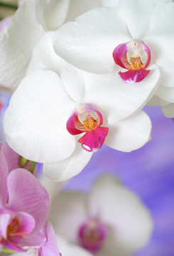 蘭花