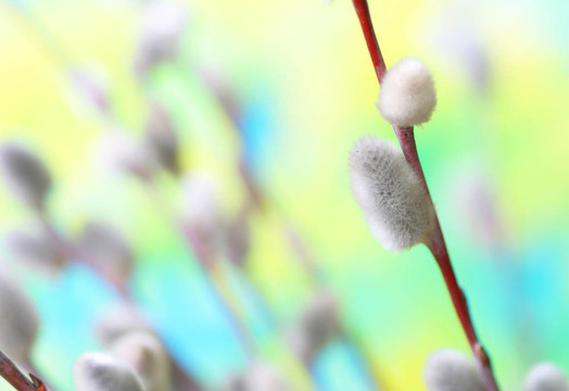 pussywillows
