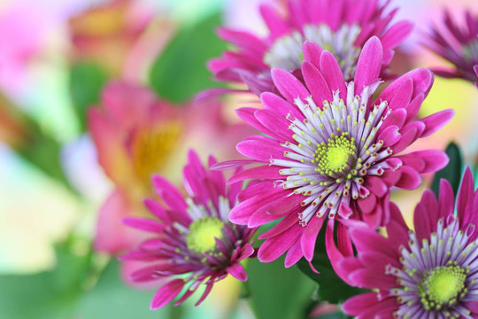 菊花