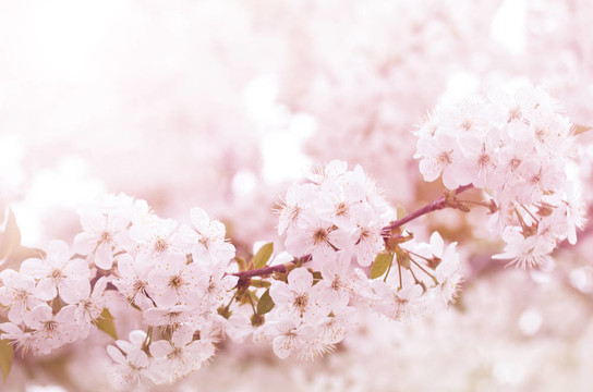 春季開(kāi)花的櫻桃花枝