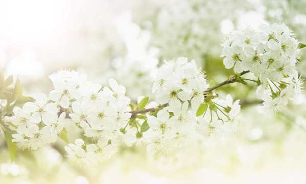 春季開花的櫻桃花枝