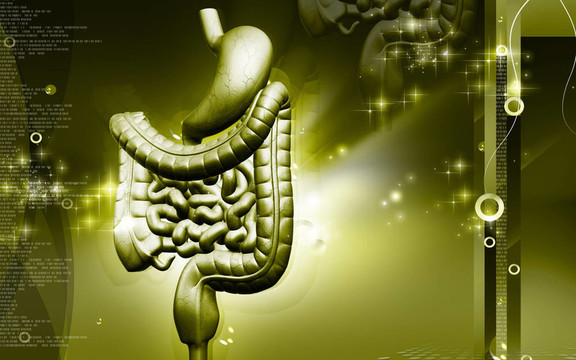 人類的消化系統(tǒng)