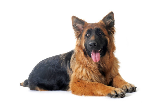 德國牧羊犬