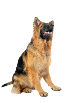 德國牧羊犬