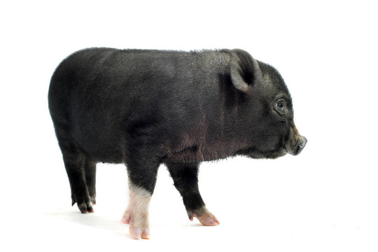 小小豬