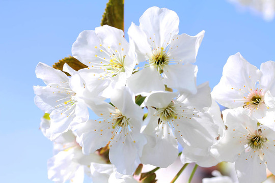 櫻花