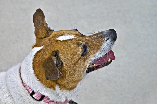 杰克羅素梗犬