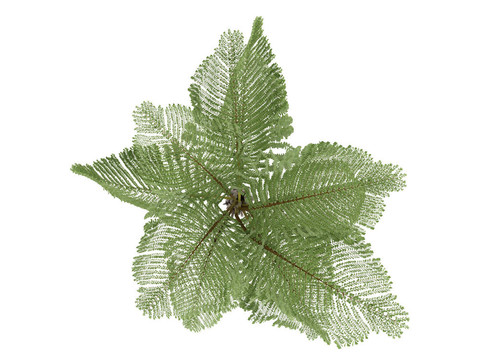巨人山魚尾葵或Caryota gigas