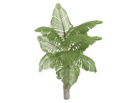 巨人山魚尾葵或Caryota gigas