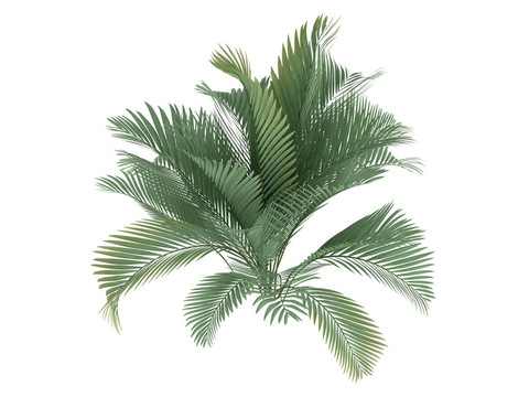 貓掌或Chamaedorea cataractum