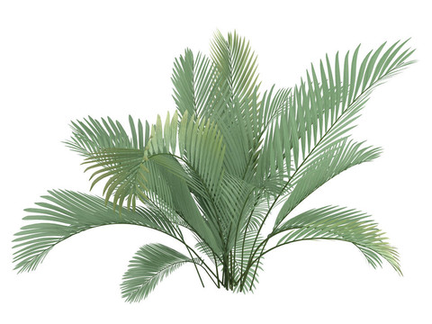 貓掌或Chamaedorea cataractum