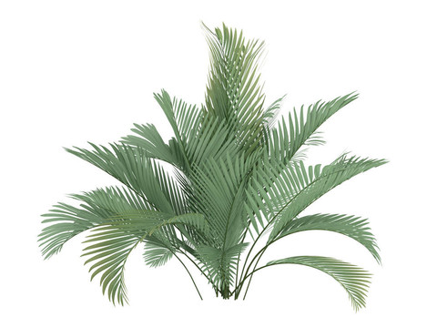 貓掌或Chamaedorea cataractum