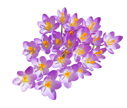 番紅花