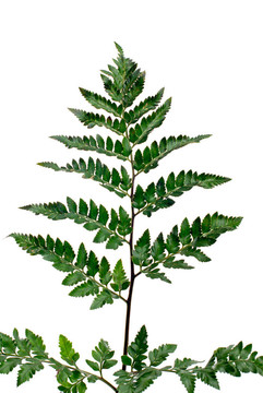 Fern葉