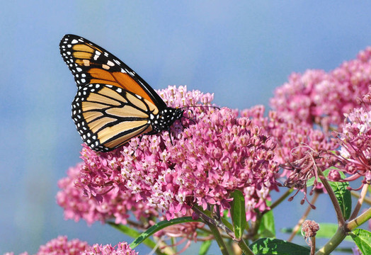 帝王蝶（Danaus plexippus）Swamp Milkweed Wildflower