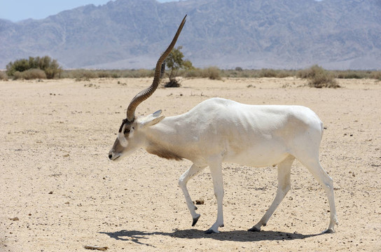 羚羊Addax