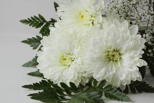 白菊花