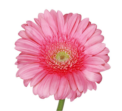 粉色非洲菊