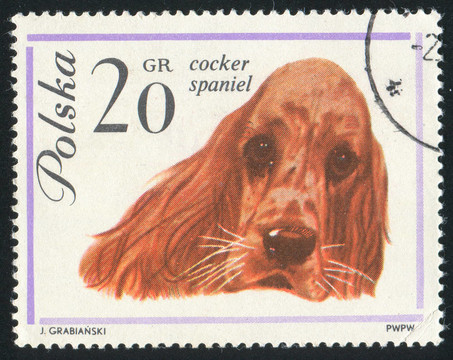 可卡犬