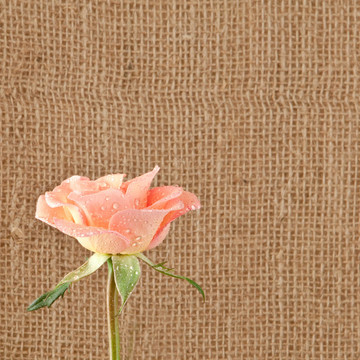 玫瑰花在黑森