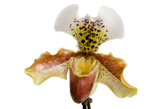 靠近蘭（Paphiopedilum Maudiae）