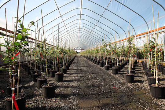 俄勒岡溫室植物苗圃。