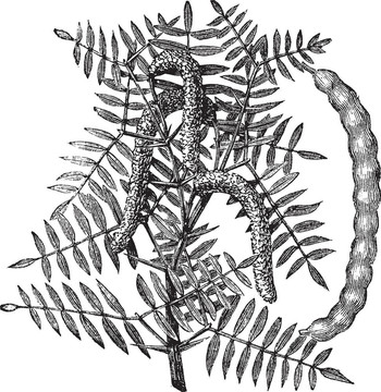 牧豆樹（Prosopis glandulosa）或蜂蜜豆；復(fù)古雕刻。