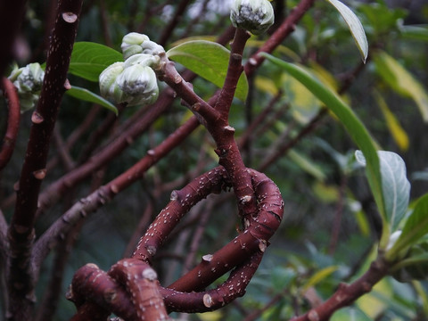 夢(mèng)花樹(shù)