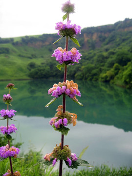 粉红花与湖泊背景