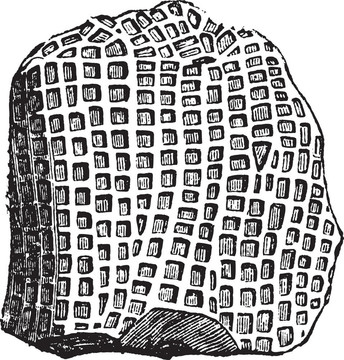 蜂巢珊瑚niagariensis；老式刻插图