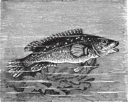 vicille海（Labrus maculatus）或Ballan wrasse復(fù)古雕刻